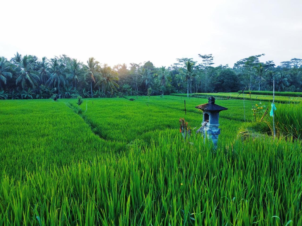 Thani Villa Ubud Extérieur photo